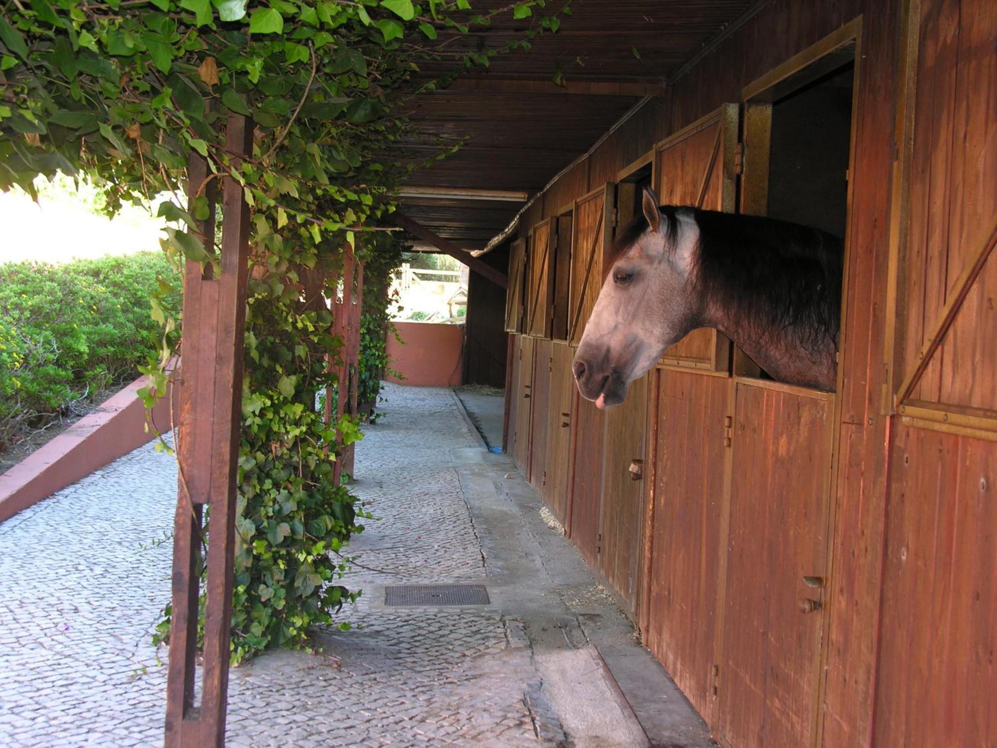 Quinta Tagus Hotel Costa da Caparica Exterior photo A horse in a stable